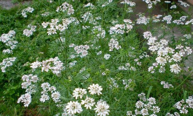 香菜的开花与意义——探究香菜花期及其生物学意义（了解香菜开花的时间和原因）