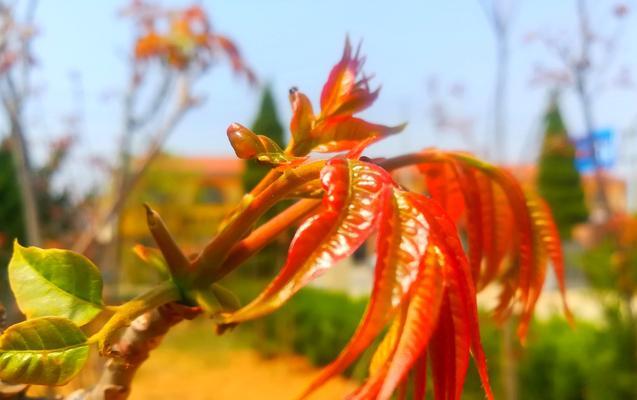 香椿树开花的寓意和预示（解读香椿树开花的象征意义）