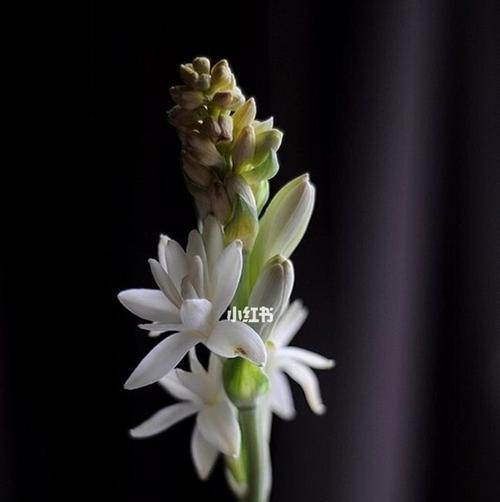 晚香玉的花期和开花时间（了解晚香玉的开花时机和花期长短）