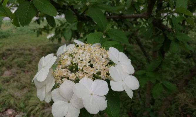 扬州市花琼花的象征与寓意（揭示扬州市花琼花的寓意与美丽）