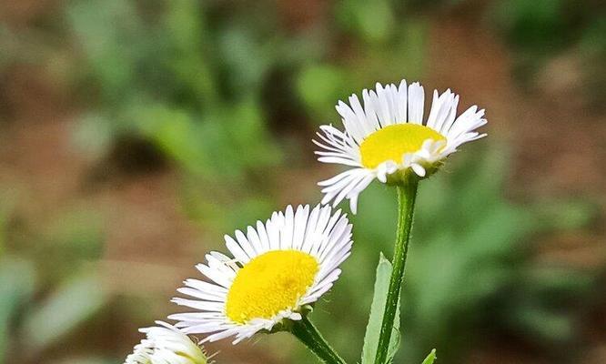 一年蓬的花语与寓意（探寻一年蓬的隐藏之美）