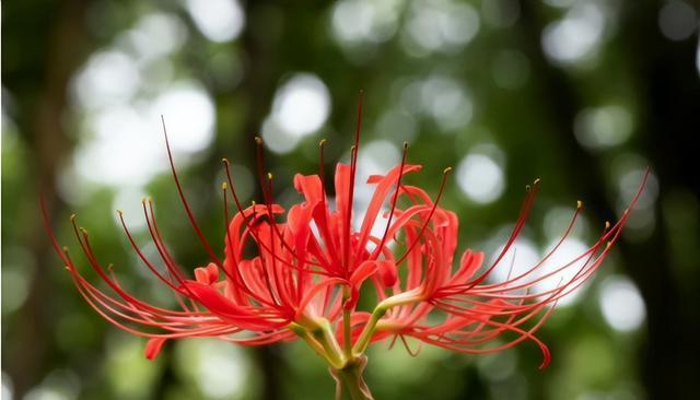 重逢之花（花朵传递重逢的情感）