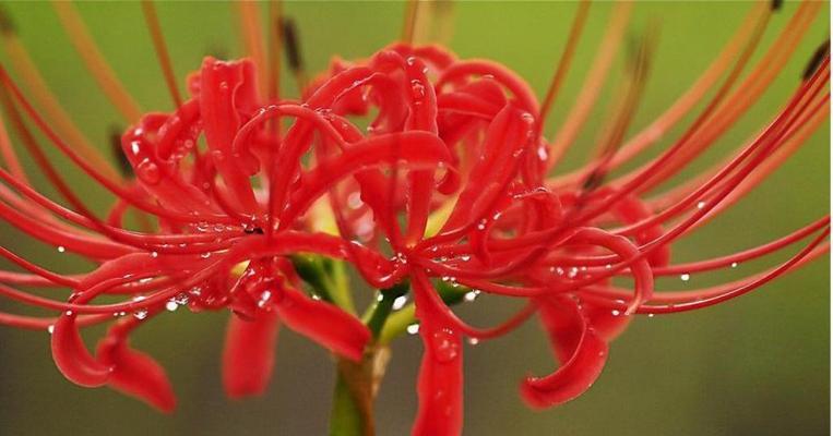 重逢之花（花朵传递重逢的情感）