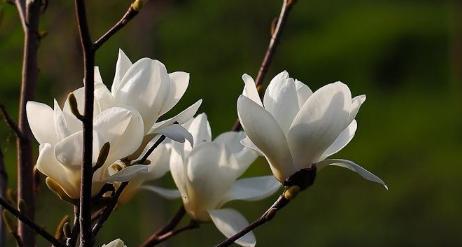 玉兰花的花语与象征（玉兰花花语寓意的探究与解读）