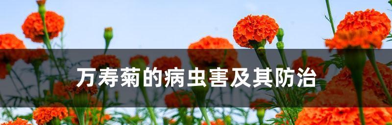 万寿菊病虫害防治技术与方法措施（保护园林瑰宝）