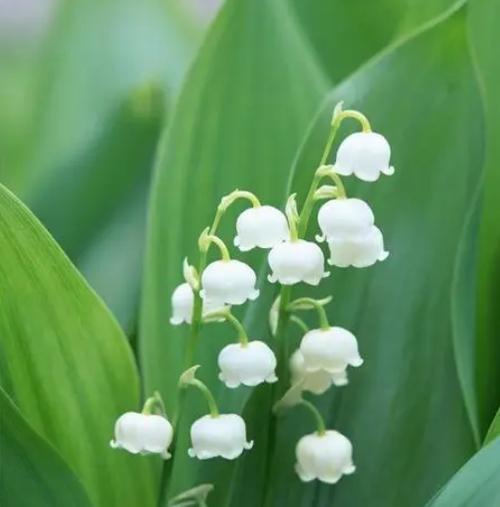 幽谷铃兰——芬芳四溢的山谷之花（幽谷铃兰花语与美丽传说）