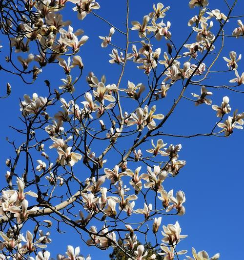 玉兰花的种类与花语（探索玉兰花的多样性与意义）