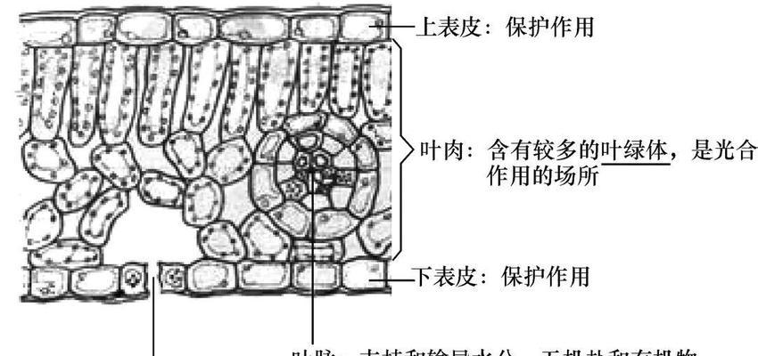 万寿菊叶子卷曲的原因及补救处理方法（探究万寿菊叶子卷曲现象）