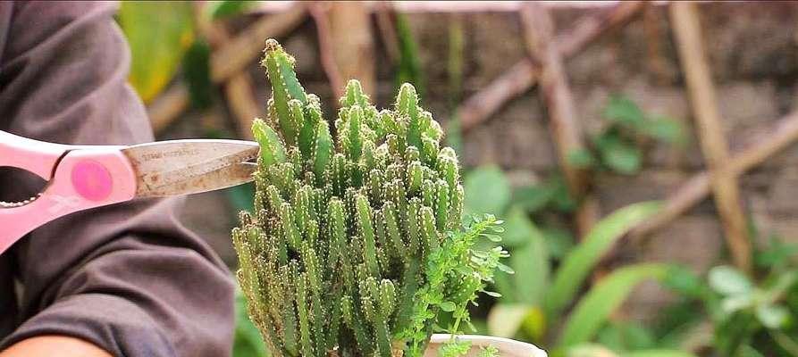 万重山浇水注意事项（为了植物健康）