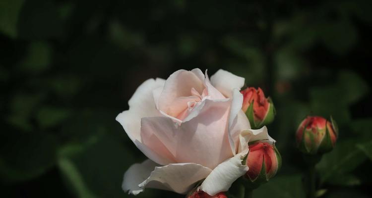 月季花的花语（揭示月季花的意义与象征）