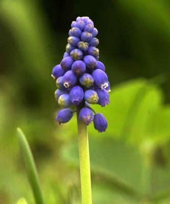 紫风信子花语（紫风信子花语的含义及其与人生的契合）