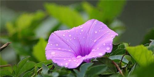 紫色野菊花花语——寄托美好与希望（紫色野菊花花语的传递力量）