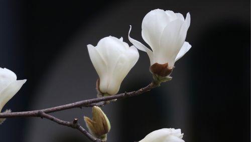 紫玉兰花（寓意深远的紫玉兰花与人生哲理）