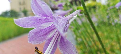 《以子萼玉簪花语》——美丽与祝福的化身（花开蓝天上）