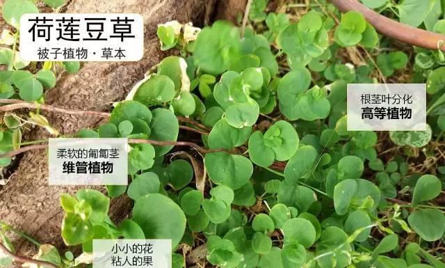 忘忧花与忘忧草的区别：解析两种植物的外观、生长环境和药用功效