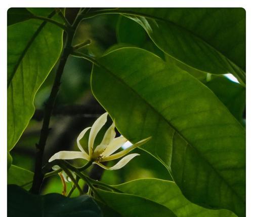 白蓝花的花语与寓意（探寻白蓝花的奥秘）