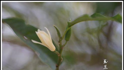 白兰花的花语（用白兰花诉说心声）