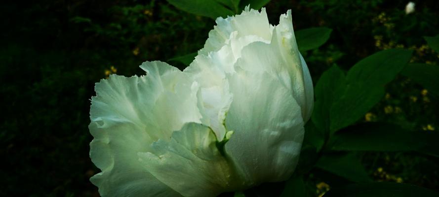 白芍花的花语与传说（白芍花的意义与神奇传说）