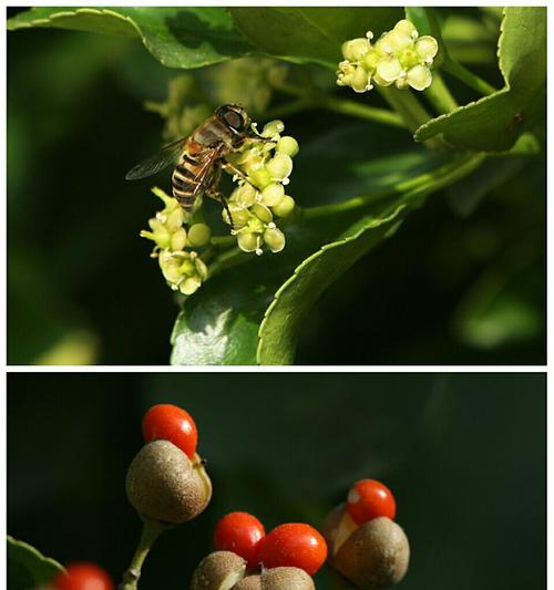 卫矛开花之美（探秘卫矛开花的奥秘）