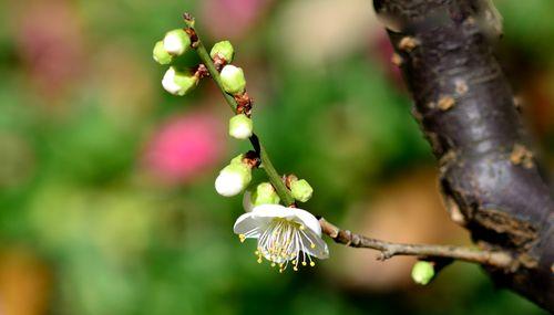 冬天的梅花（以冬天的梅花象征着坚强的意志与美好的未来）