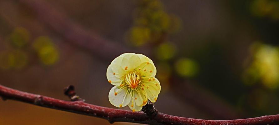 冬天的梅花（以冬天的梅花象征着坚强的意志与美好的未来）