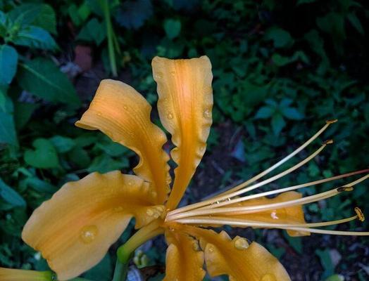 花语传说（花语中的微笑和神秘传说）