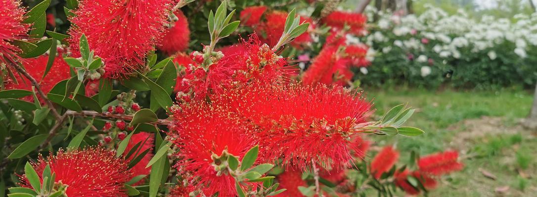 花千层花（探索自然奇迹）