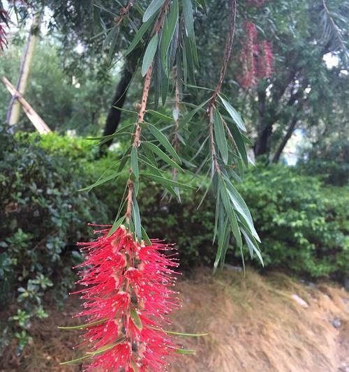 花千层花（探索自然奇迹）