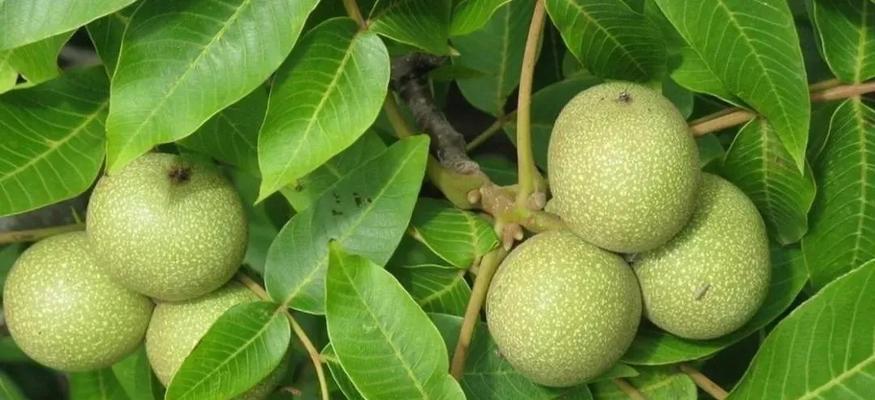 文玩核桃种植条件与生长地区研究（中国文玩核桃种植环境分析）