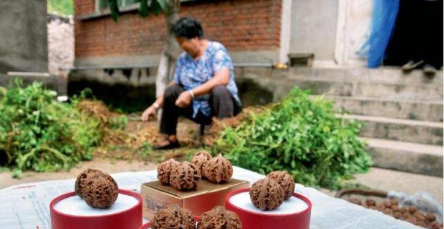 文玩核桃种植条件与生长地区研究（中国文玩核桃种植环境分析）