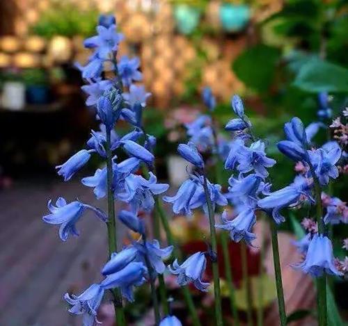 蓝紫色的风信子花语（寓意深远的蓝紫色风信子）