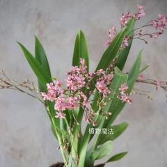 文心兰四季开花，常绿常青的家居植物（四季常青）