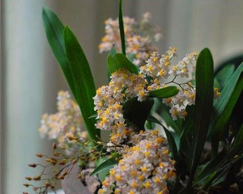 文心兰四季开花，常绿常青的家居植物（四季常青）