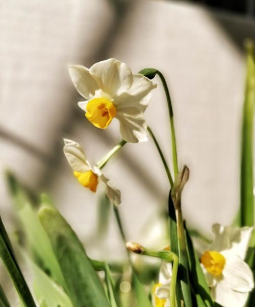 水仙花（一朵花的华丽转身）