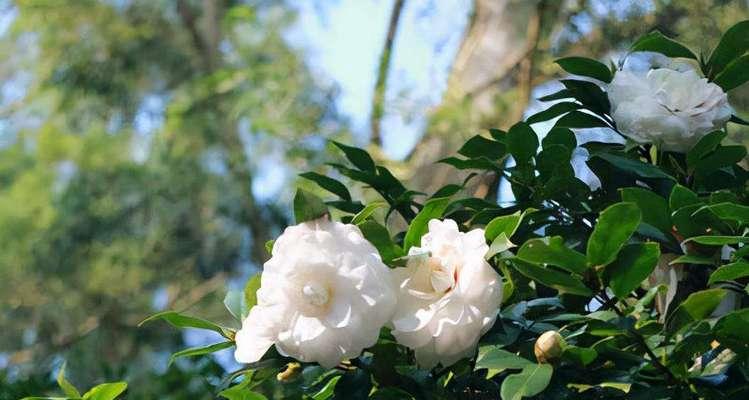 泰戈尔山茶花（花开花谢）