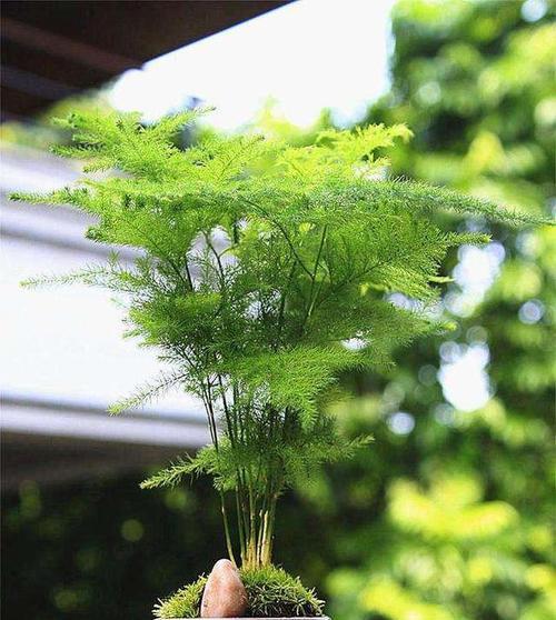 文竹花语-永恒心的象征（以文竹花语探寻永恒心的美丽与哲理）