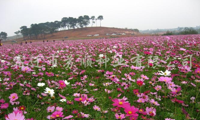 矮杆波斯菊花语的美丽寓意（用花语传递情感的艺术）