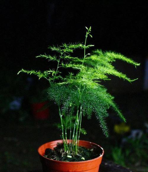 文竹浇水技巧（掌握正确的浇水方法）