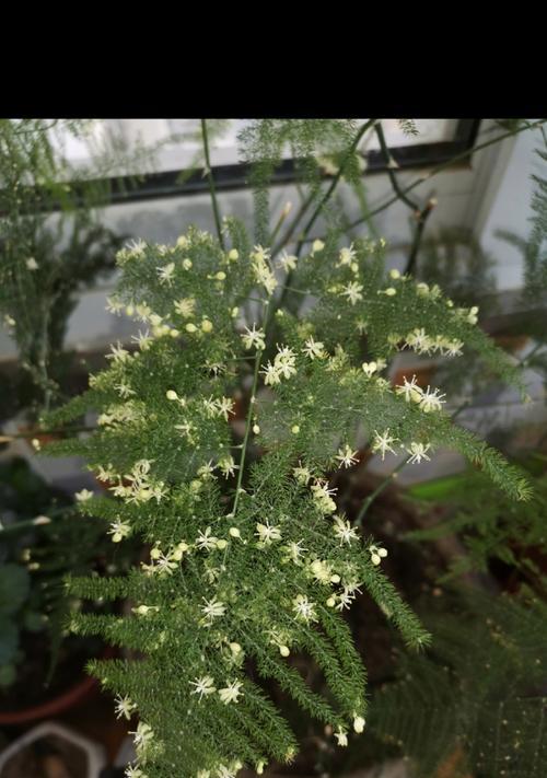 文竹开花的预示和含义（探讨文竹开花的神秘象征和传说）