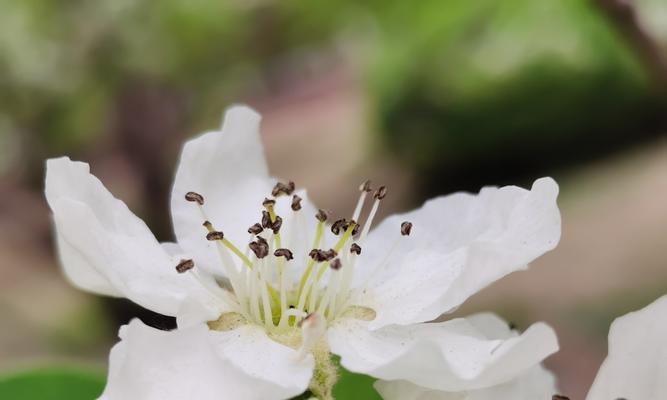 白色海棠的花语之美（探寻白色海棠花的含义与意义）