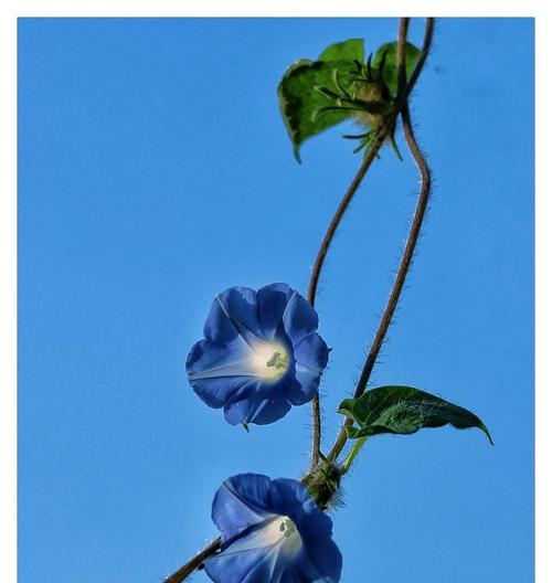 白色牵牛花的花语之美（春风拂面）