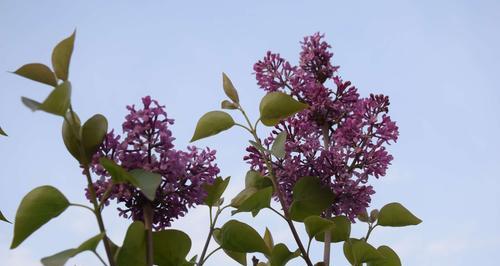 白色紫丁香的花语与美好寓意（花香四溢）