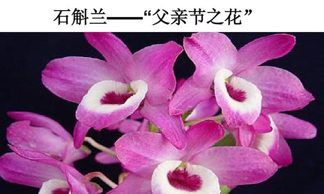 白石斛兰花语之美与意义（探寻白石斛兰花语的起源与传承）