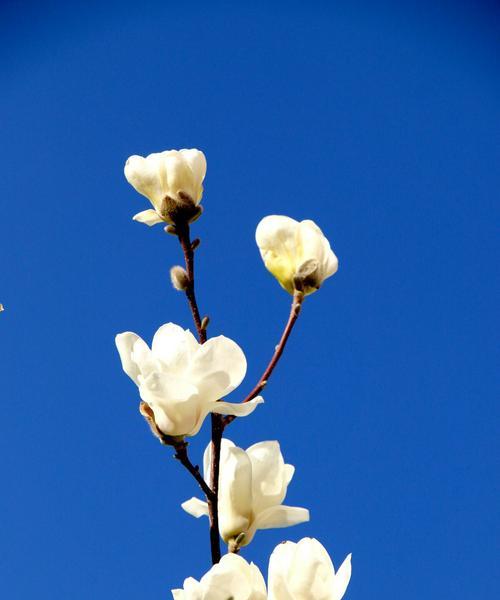 白玉兰花语与意义（探寻白玉兰花的深层内涵）