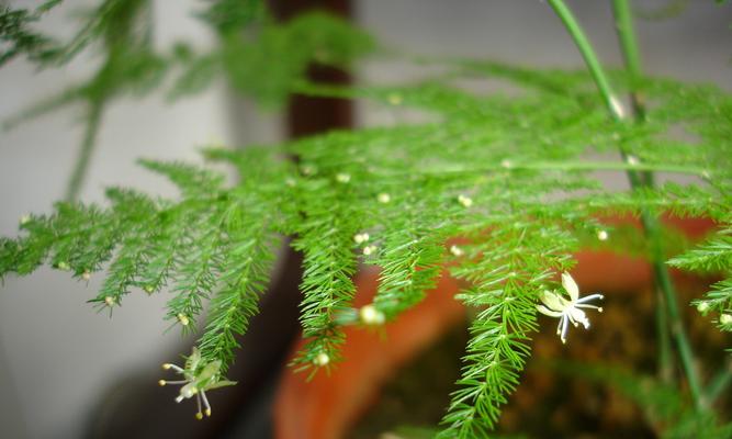 文竹花果实的生长过程（探究文竹开花结果的时间和特点）