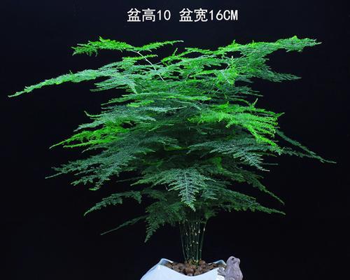 文竹的种植和养护（一盆文竹能种几株）