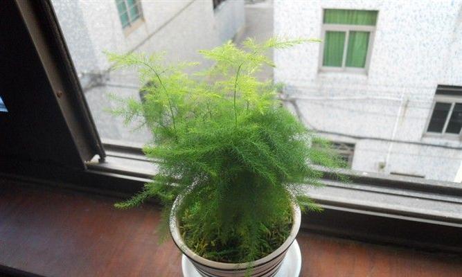 文竹的种植和养护（一盆文竹能种几株）