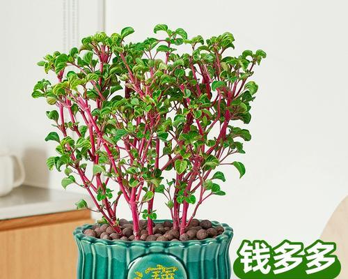 卧室招财植物大全（15种让你家庭财源滚滚的植物）