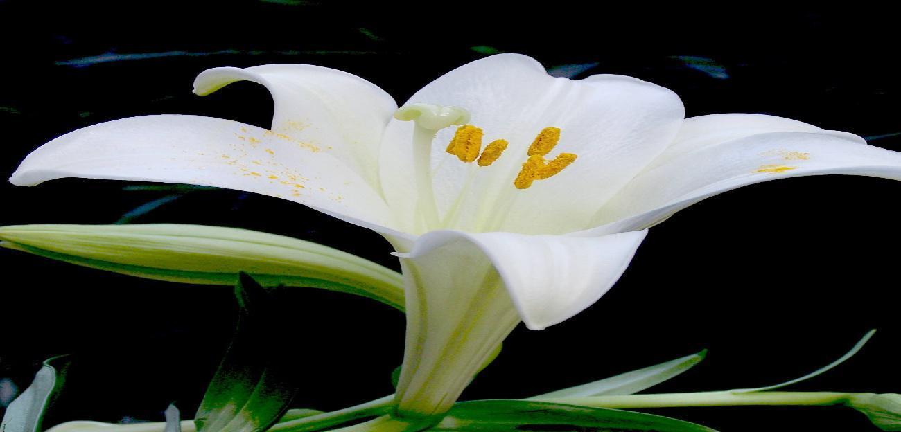 百合花的寓意和象征风水（揭秘百合花的吉祥之道）