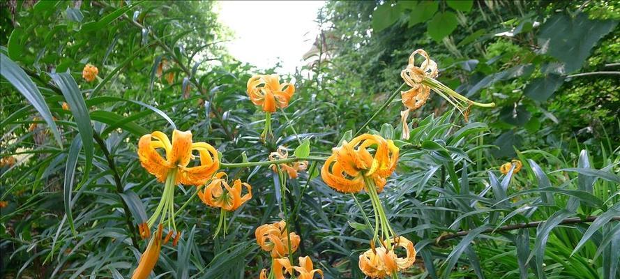 百合花的寓意和象征风水（揭秘百合花的吉祥之道）